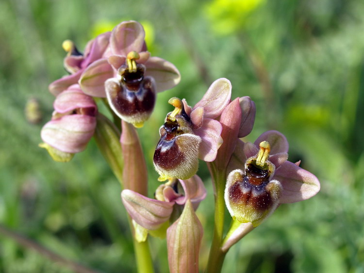 questa e bellissima ibrido bombyliflora tenthredinifera.